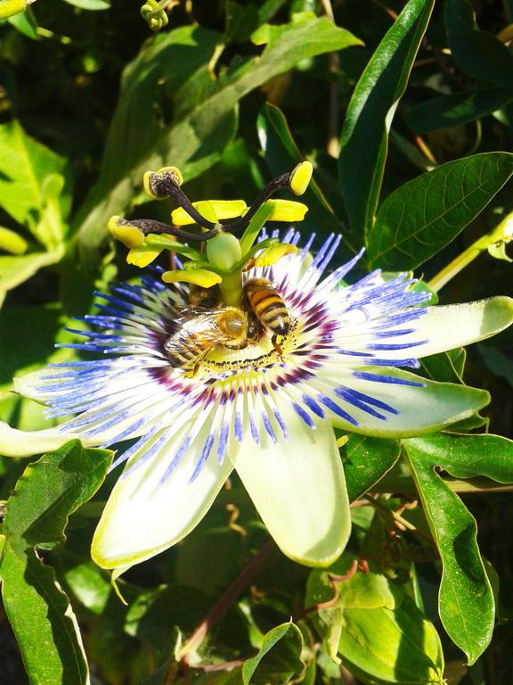 Kiteshomes Masainas